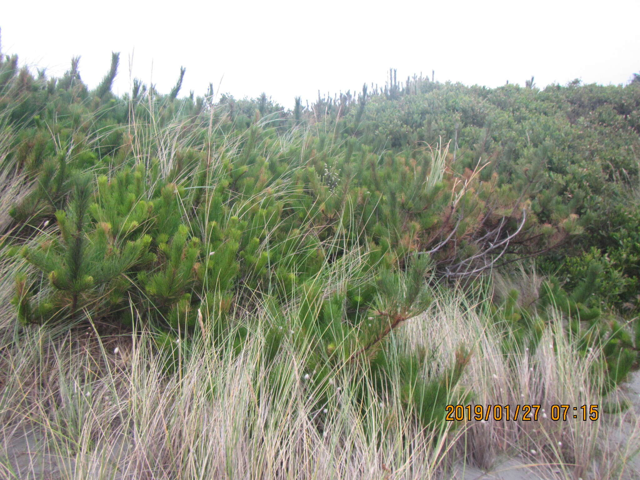 Image of Pinus radiata var. radiata