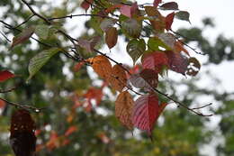 Image de Prunus sargentii Rehd.