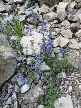 Image of low beardtongue