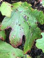 صورة Cercospora hydrangeae Ellis & Everh. 1892