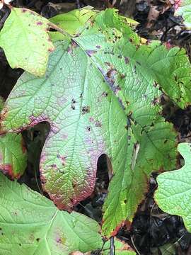 Image of Cercospora hydrangeae Ellis & Everh. 1892