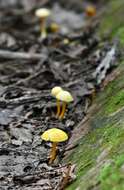 Image of Hygrocybe parvula (Peck) Murrill 1916