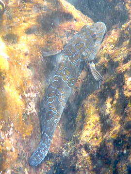 Image of Giant Hawkfish