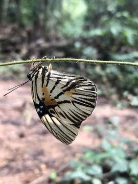 صورة Hewitsonia boisduvalii Hewitson (1869)