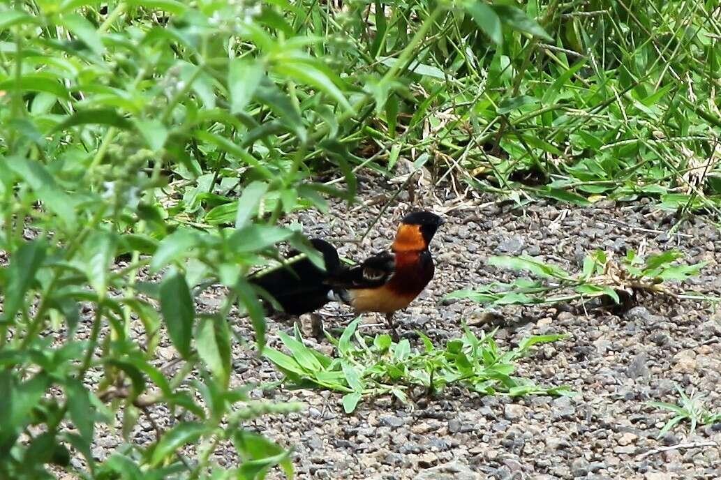 Image of Broad-tailed Paradise Whydah