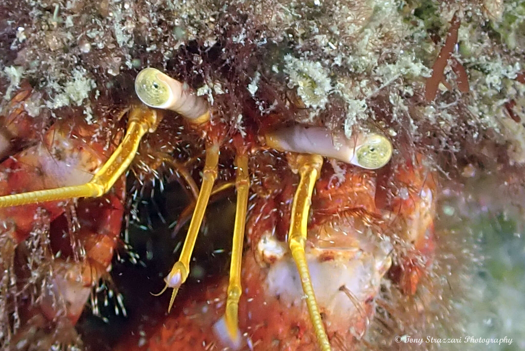 Image of Mauve Eyed Hermit Crab