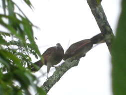 Image of Gray-headed Chachalaca