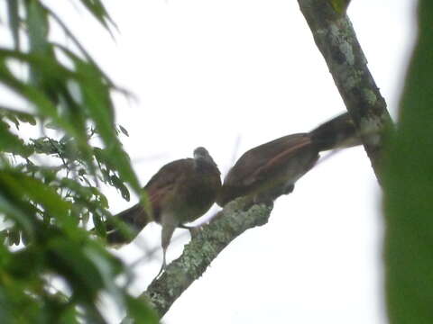 Image of Gray-headed Chachalaca