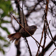 Image of Brown Creeper