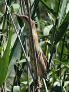 Image of Common Little Bittern