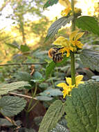 Imagem de Lamium galeobdolon subsp. montanum (Pers.) Hayek