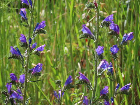 Image of Echium tuberculatum Hoffmanns. & Link