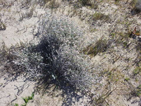 Слика од Plecostachys serpyllifolia (Berg.) O. M. Hilliard & B. L. Burtt