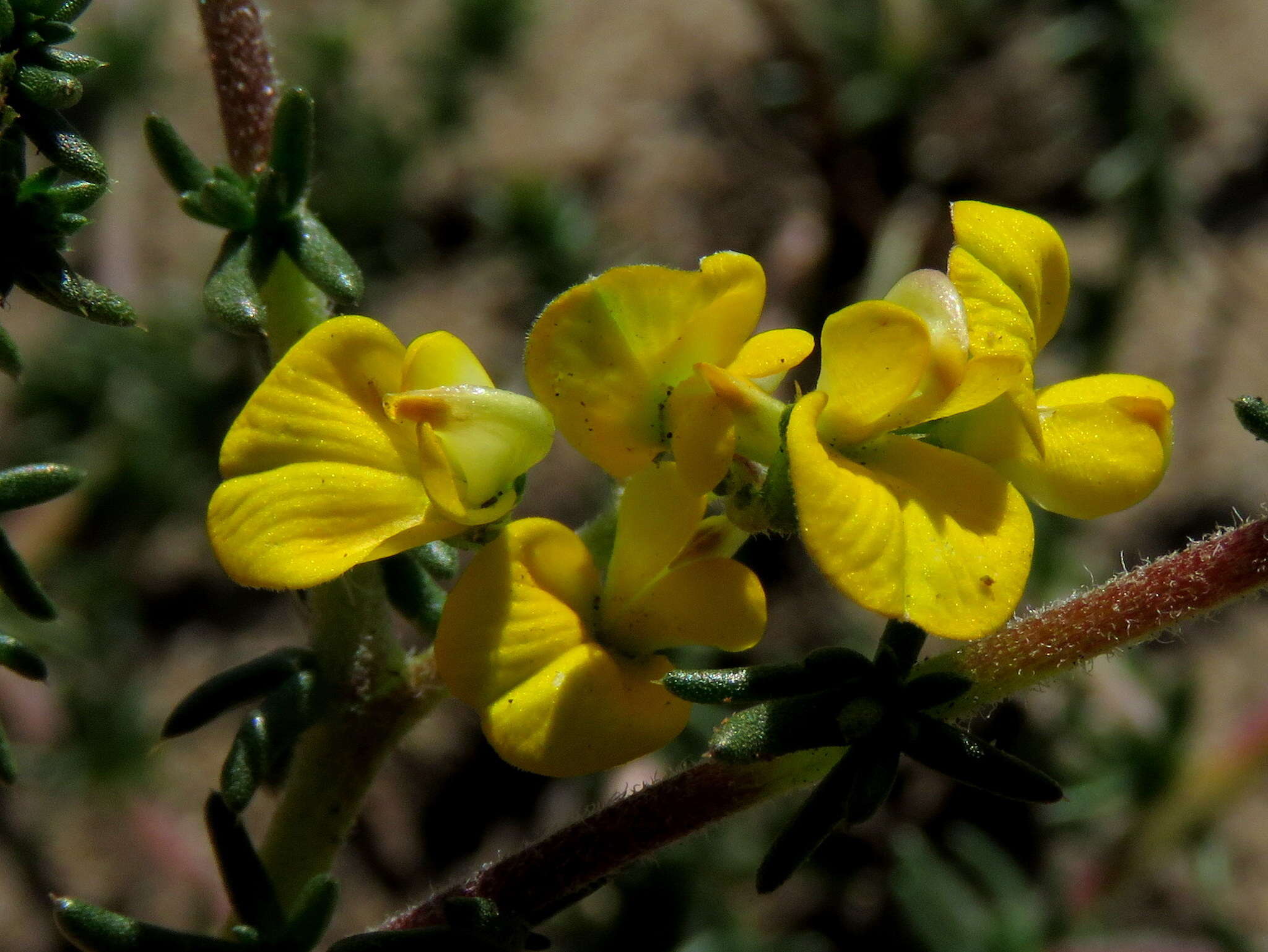 Imagem de Aspalathus divaricata subsp. divaricata