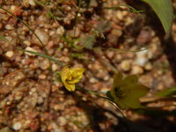 Imagem de Geissorhiza platystigma Goldblatt & J. C. Manning