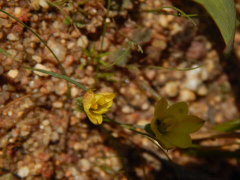 Imagem de Geissorhiza platystigma Goldblatt & J. C. Manning