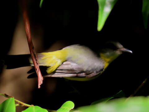 Image of Eopsaltria australis chrysorrhos Gould 1869