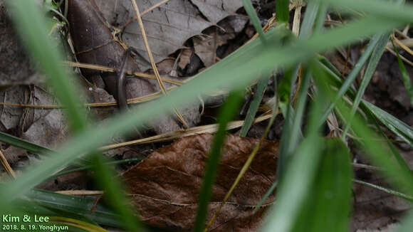 Image of Tsushima Ground Skink