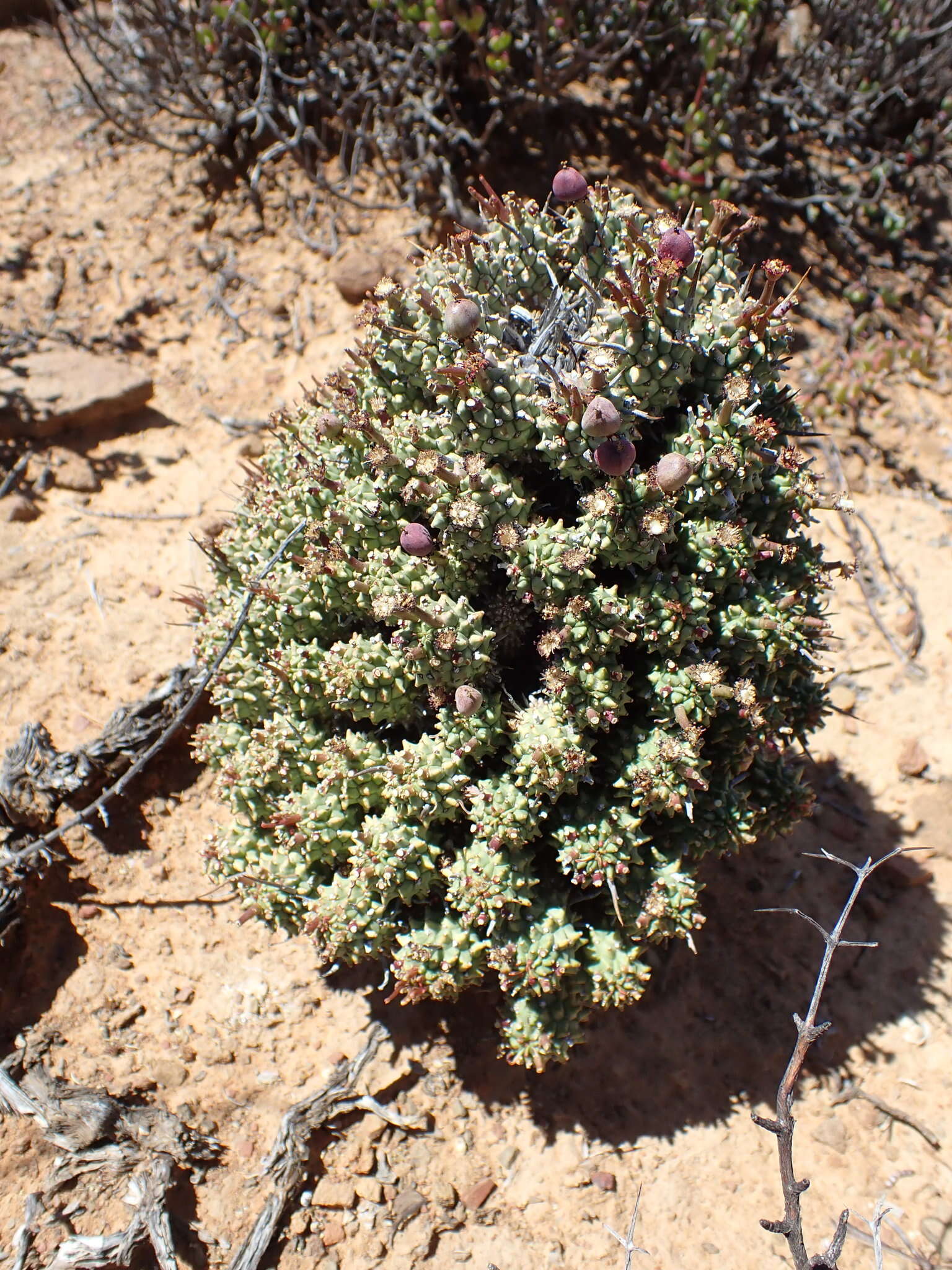 صورة Euphorbia multiceps A. Berger