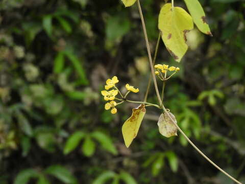 Image of Stigmaphyllon bonariense (Hook. & Arn.) C. E. Anderson