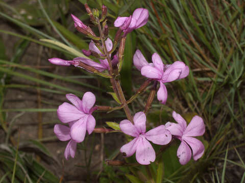 Image of Cycnium racemosum Benth.