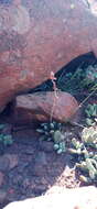 Image of Adromischus umbraticola C. A. Smith