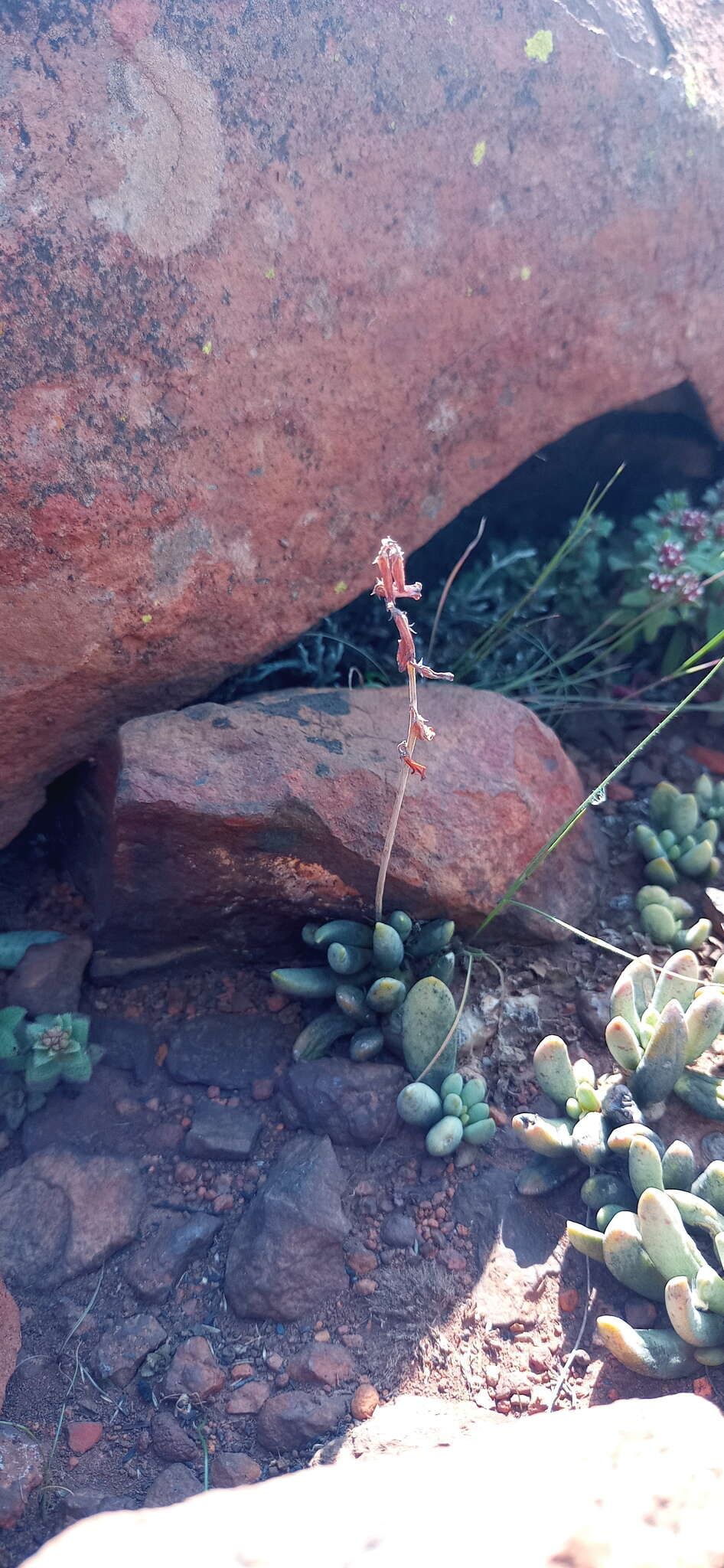 Image of Adromischus umbraticola C. A. Smith