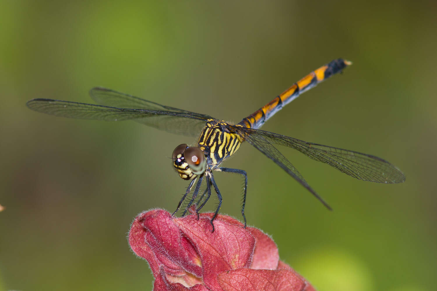 Image of Seaside Dragonlet