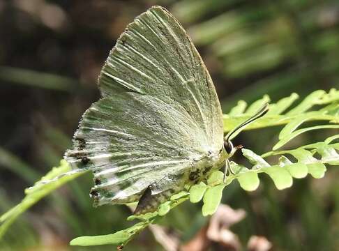 Artipe eryx (Linnaeus 1771) resmi