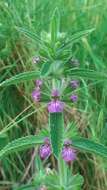 Image of Stachys arabica Hornem.