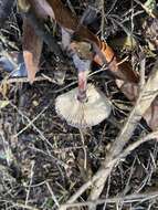 Image of Rhodocollybia purpurata (G. Stev.) J. A. Cooper 2014