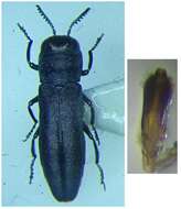 Image of St. John's Wort Root Borer