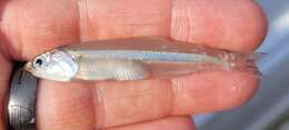 Image of Broad-striped Anchovy