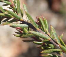 Image of Acmadenia maculata I. Williams