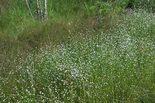 Image of Eriocaulon nudicuspe Maxim.