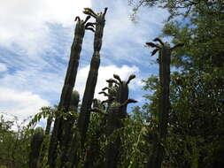 Image of Bolivian Torch Cactus