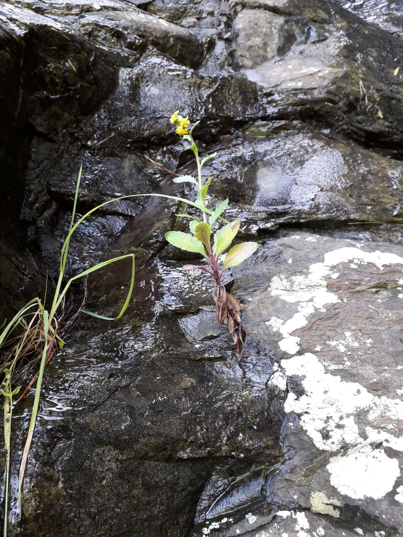 Sivun Senecio matatini subsp. basinudus (Ornduff) Courtney, de Lange & Pelser kuva