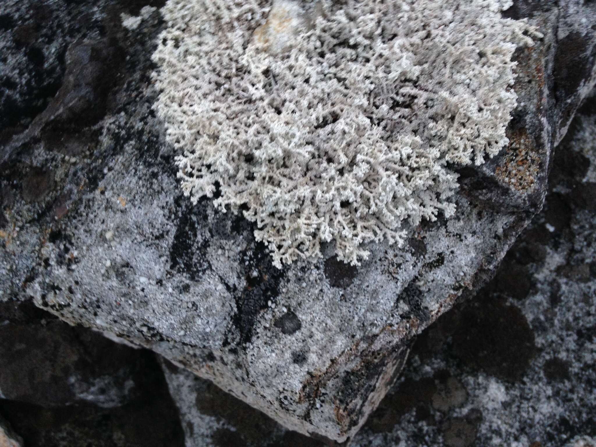 Image of Rock foam lichen