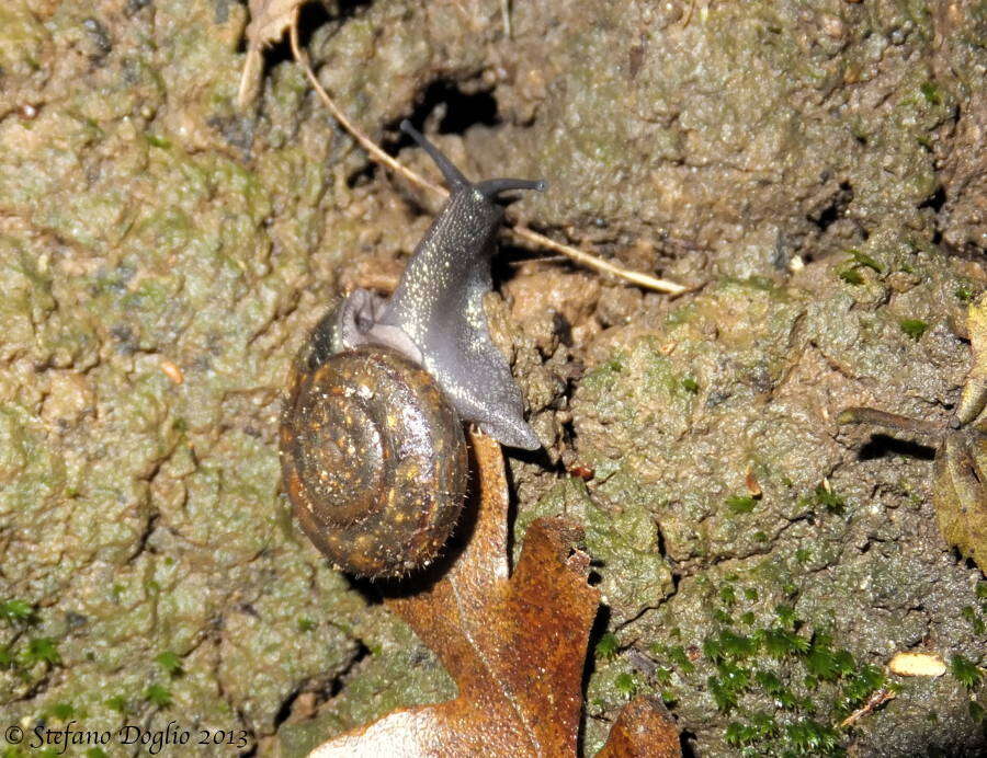 Image of Campylaea H. Beck 1837