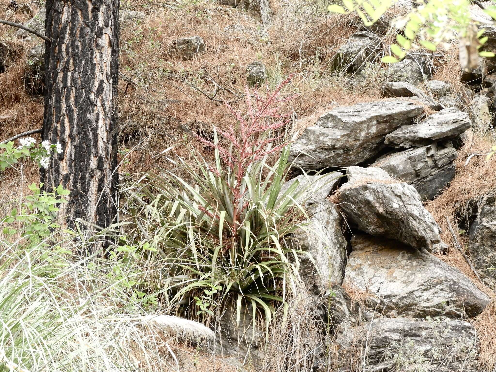 Imagem de Puya spathacea (Griseb.) Mez