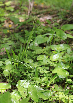 Слика од Fritillaria usuriensis Maxim.