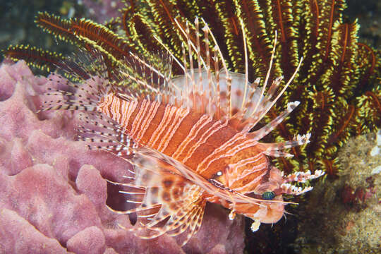 Image of Pterois paucispinula Matsunuma & Motomura 2015