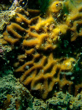 Image of lesser star coral