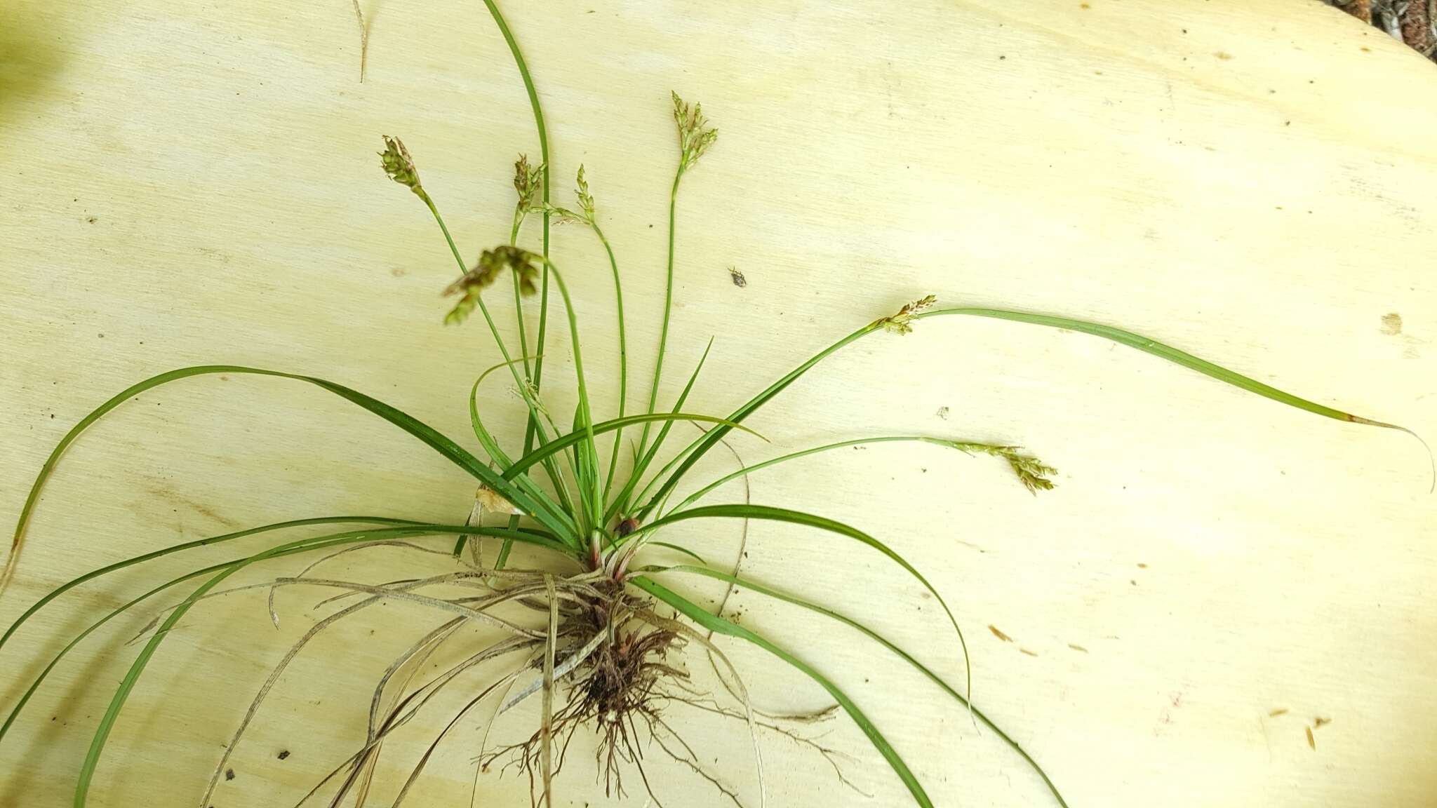 Image of Carex ornithopoda Willd.