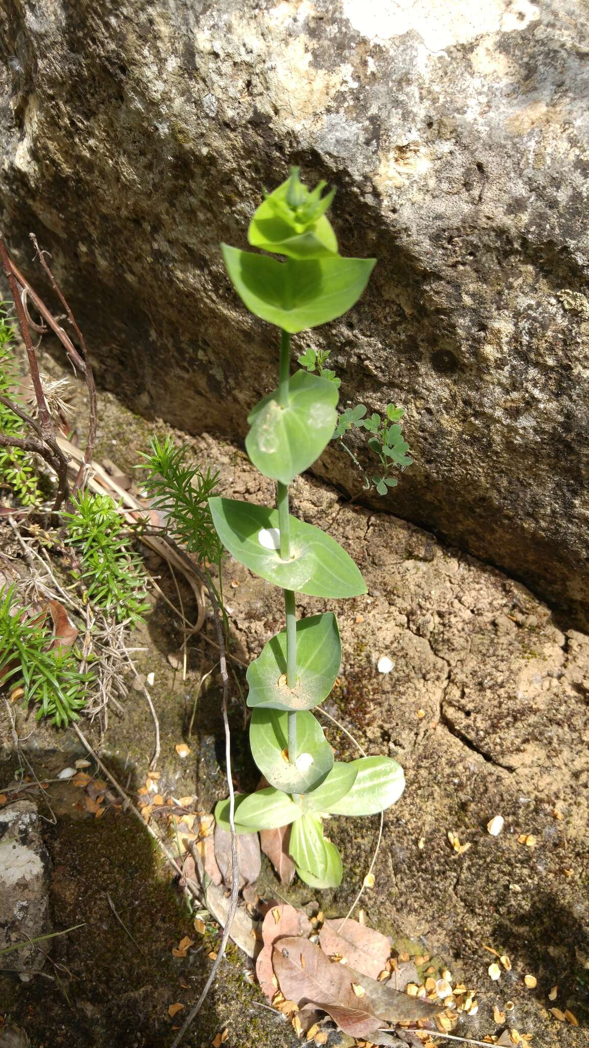 Imagem de Blackstonia grandiflora (Viv.) Pau