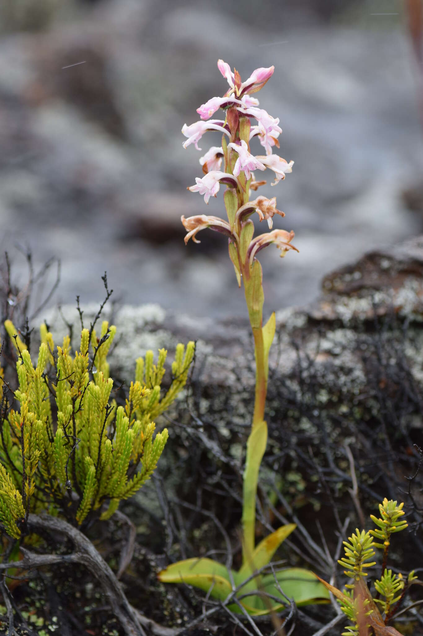 Image de Satyrium amoenum (Thouars) A. Rich.