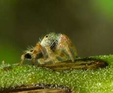 Image of Phidippus pacosauritus