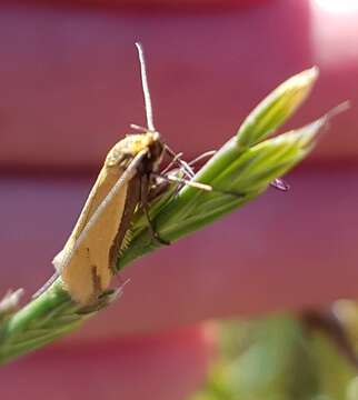 Image de Philobota protecta Meyrick 1920