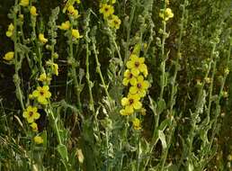 Image de Verbascum dentifolium Del.