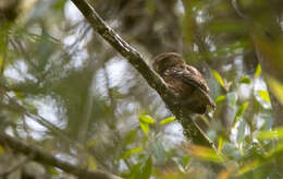 صورة Glaucidium bolivianum König & C 1991